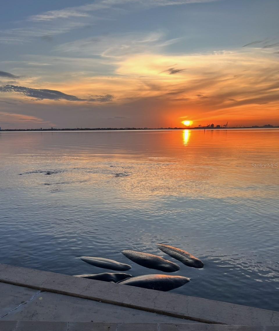 4950 BAYSHORE BLVD #8