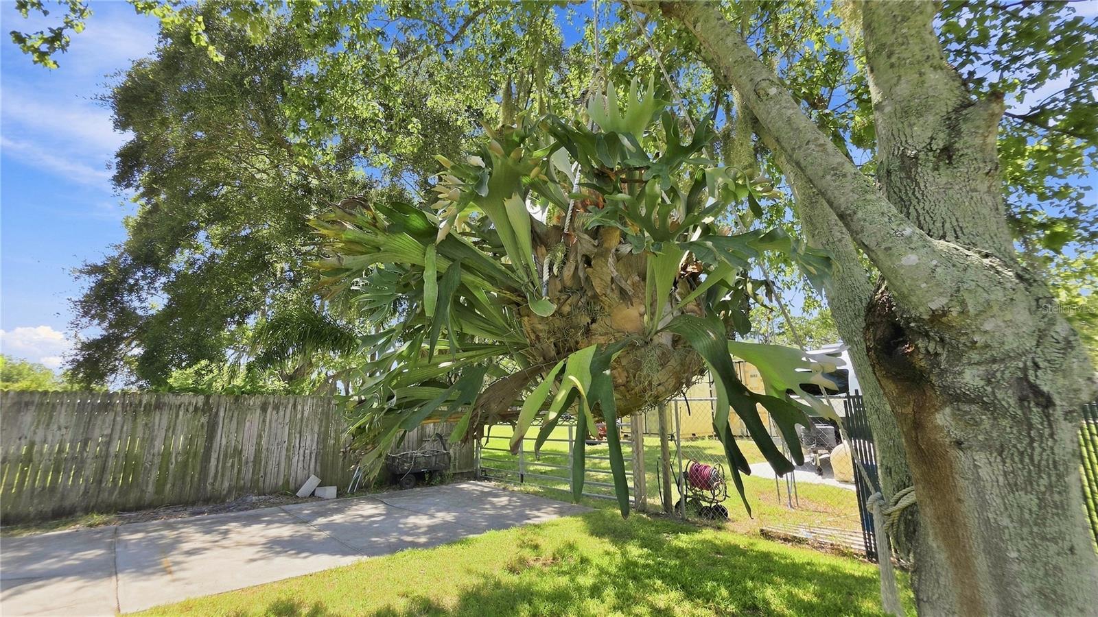 14125 PLUM LN